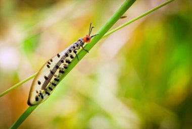 bir lacewing makro çekim