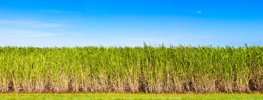 Panorama of sugar cane plantation clipart