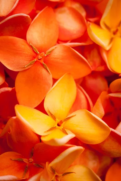Красивый макроснимок цветов Иксоры — стоковое фото