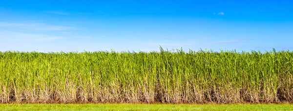 Panorama de plantación de caña de azúcar Imágenes de stock libres de derechos