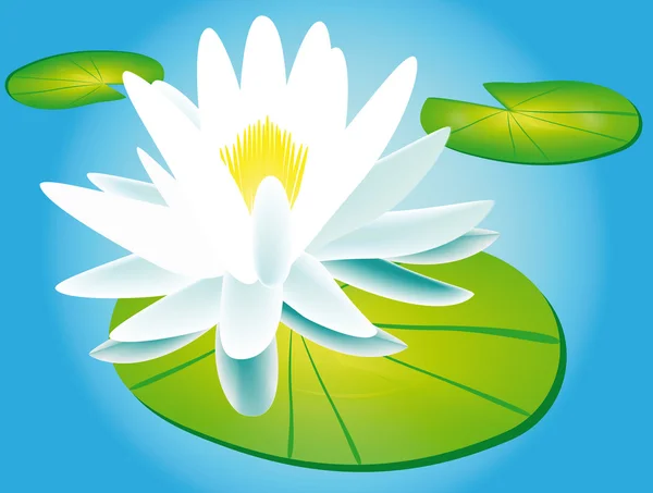 Lily en water lily — Stockvector