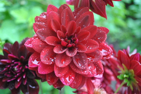 Dahlien, Blumen — Stockfoto
