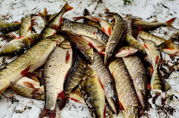 РЫБА,РЫБАЛКА