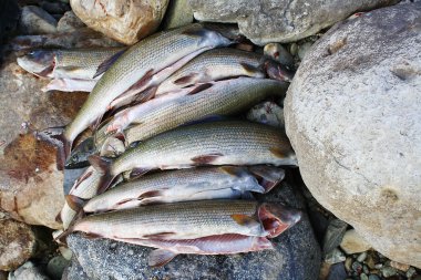 grayling, balıkçılık