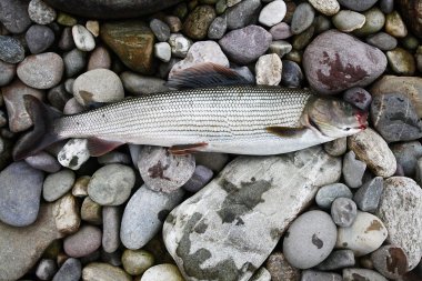 grayling, balıkçılık