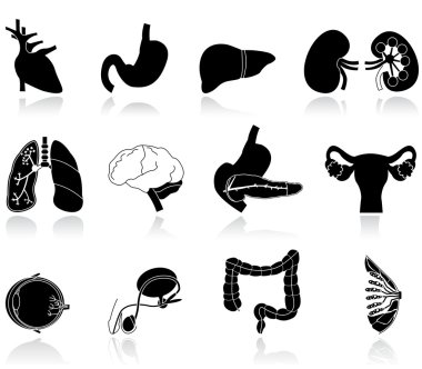 Human body organs clipart