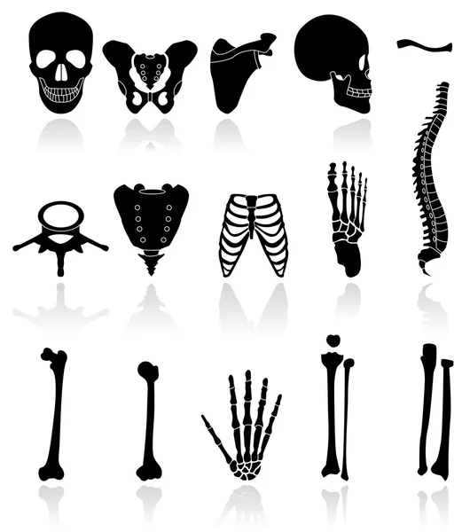 Menschlicher Knochen — Stockvektor