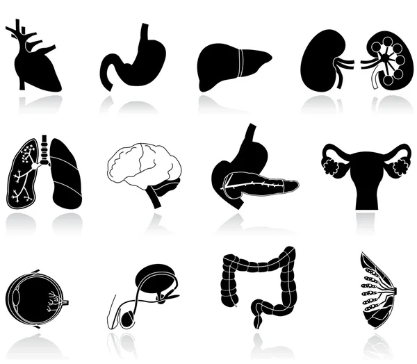 Organi del corpo umano Grafiche Vettoriali