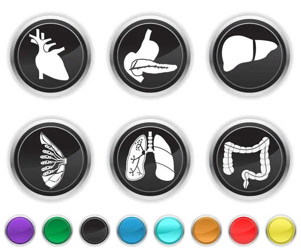 Human body organs,each color icon is set on a different layer — Stock Vector