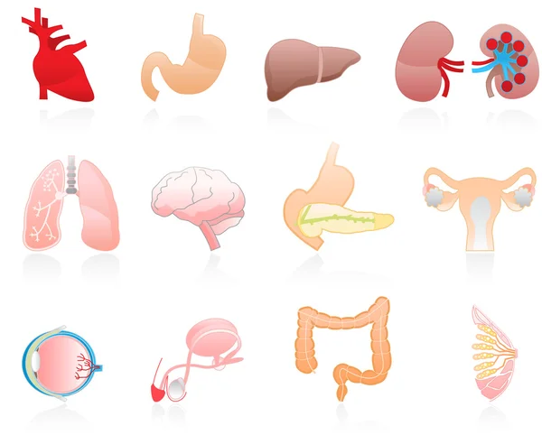 Couleur organes humains — Image vectorielle