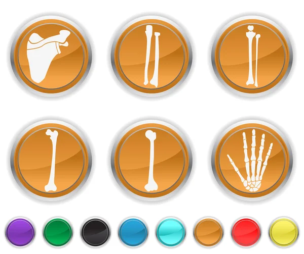 Human bone,each color icons set is set on a different layer — Stock Vector