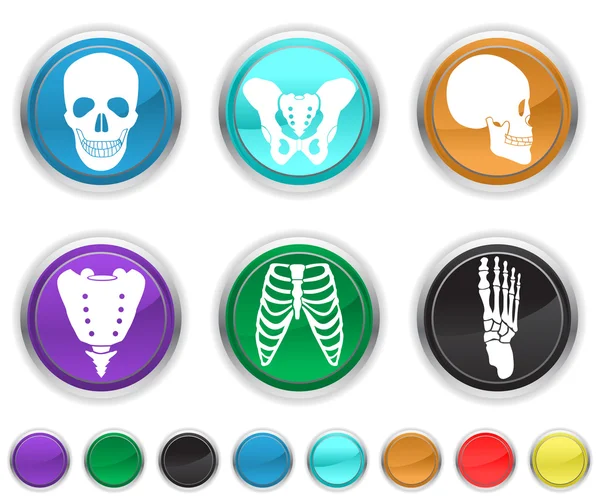 Human bone,each color icons set is set on a different layer — Stock Vector