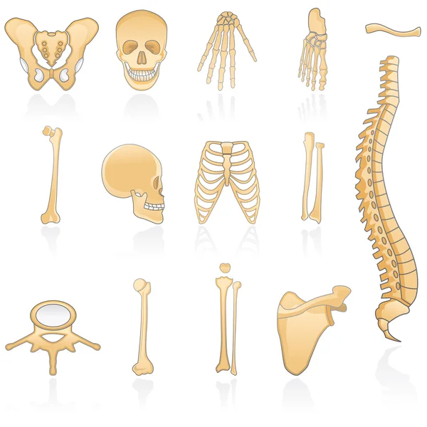 人类骨 — 图库矢量图片