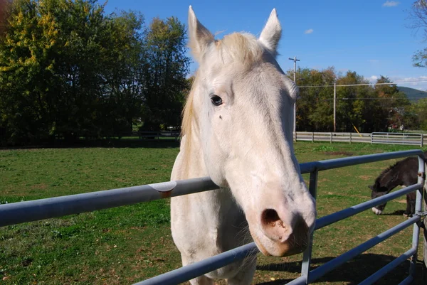 stock image White Horse