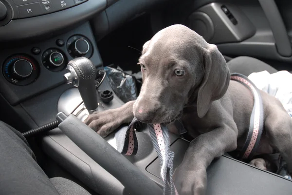 Stock image Puppy on the Road