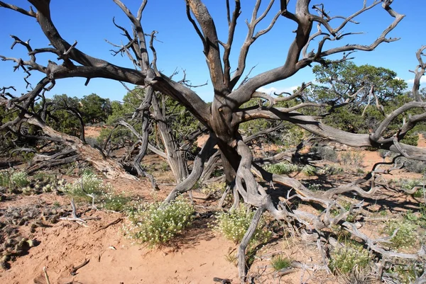 stock image Desert Vegetation