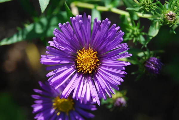 Blomma på brookside garden — Stockfoto
