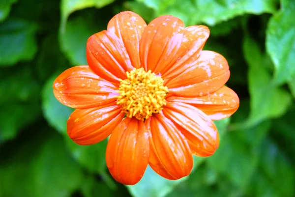 Садовый цветок Бруксайд — стоковое фото