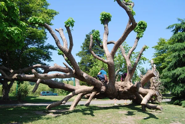 Drzewa w parku stanley park — Zdjęcie stockowe