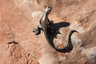 Lizard on the Rock clipart