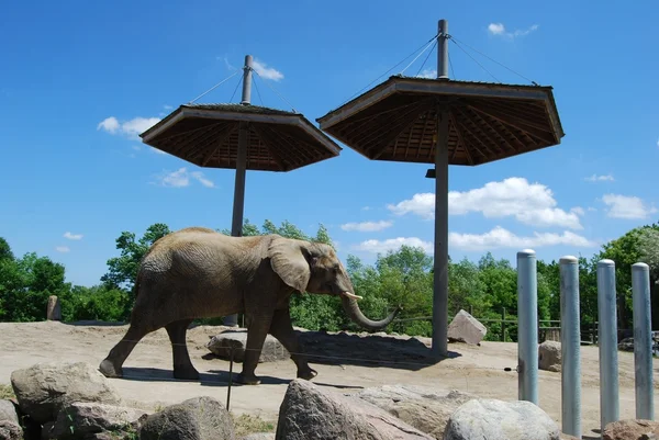 Слон в Торонто Стоковая Картинка
