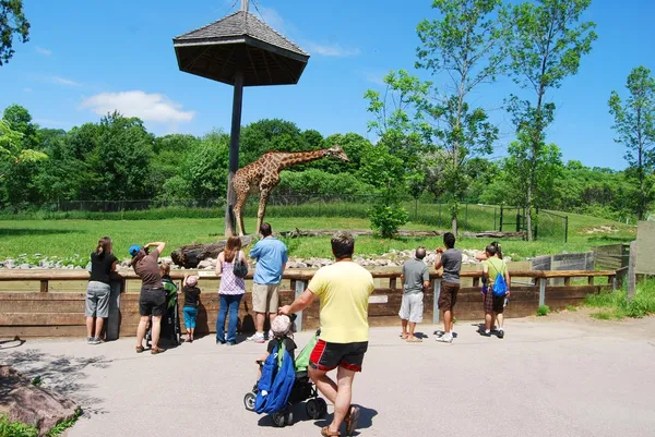 Giraffe im Toronto Stockfoto
