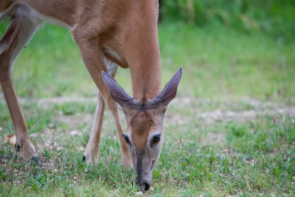 Young deer grazing Stock Image