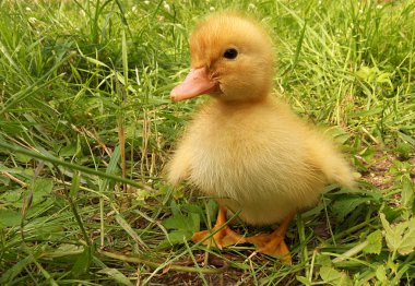 Easter duckling clipart