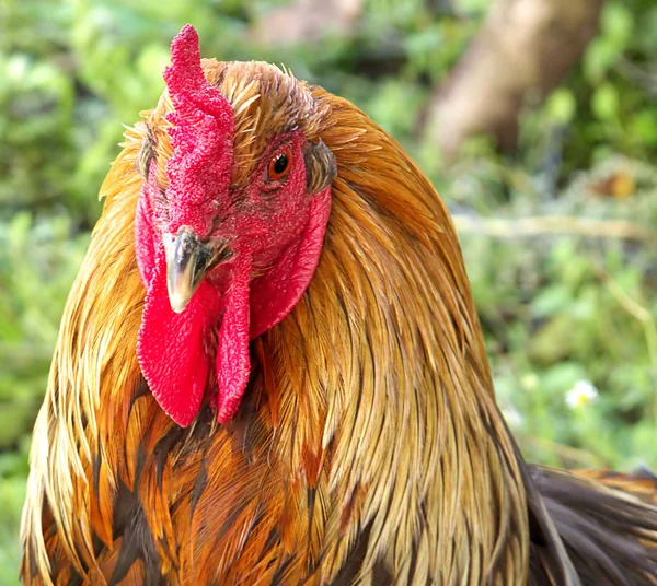 Head of the cock is photographed close-up — Stock Photo, Image