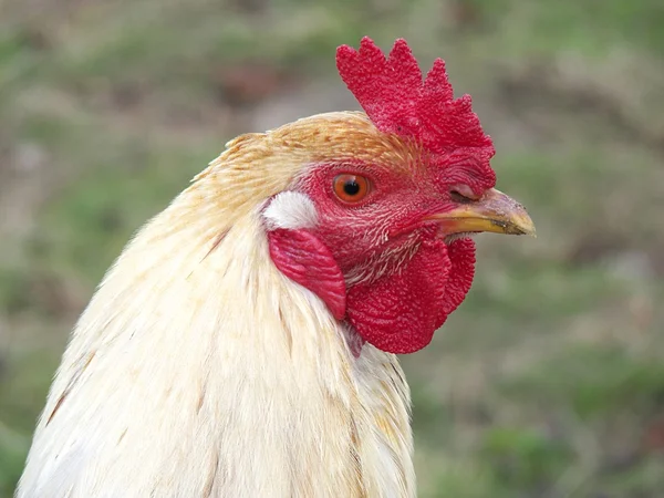 Cabeza de la polla es fotografiado de cerca — Foto de Stock