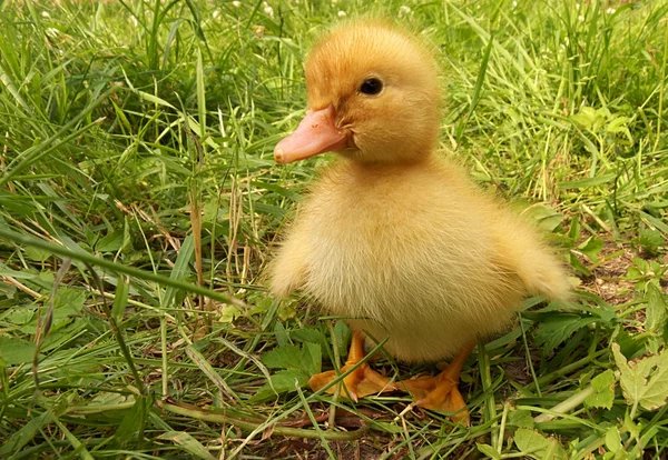 Download 37 020 Duckling Stock Photos Free Royalty Free Duckling Images Depositphotos