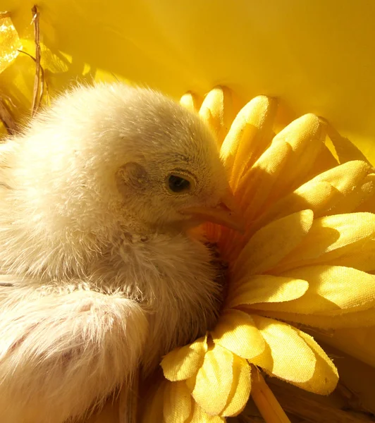 Pollo de Pascua —  Fotos de Stock