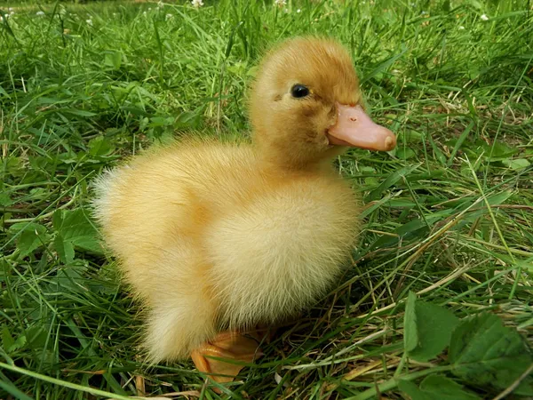 Paskalya ördek yavrusu — Stok fotoğraf