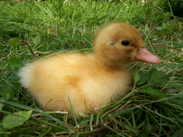 Paskalya ördek yavrusu — Stok fotoğraf