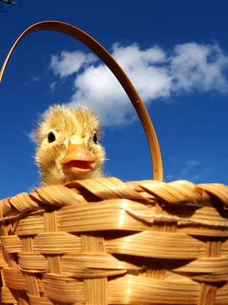 Easter duckling — Stock Photo, Image