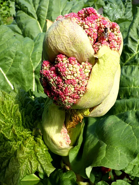 Flor de ruibarbo — Foto de Stock