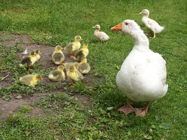 Geese and ducks — Stock Photo, Image