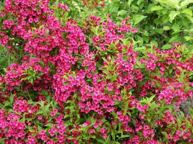 Weigela