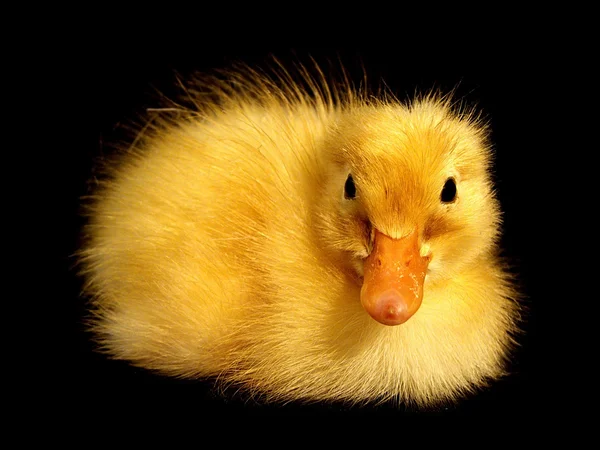 Geen dag oud, nieuw-gearceerde baby duck — Stockfoto