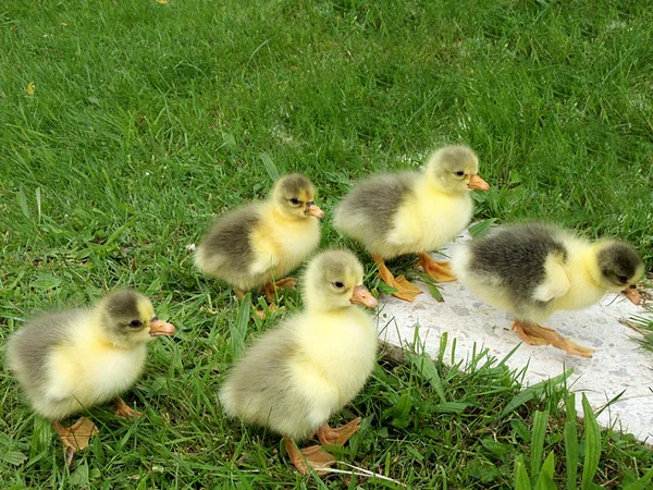 Young geese in a green house on the farm grass — Stock Photo, Image