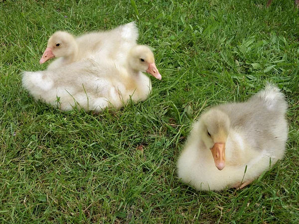Mladé husy v zeleném domě na farmě trávy — Stock fotografie