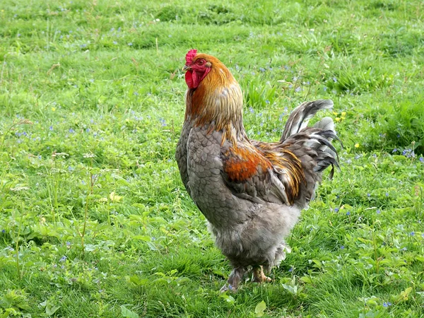 Rooster — Fotografie, imagine de stoc
