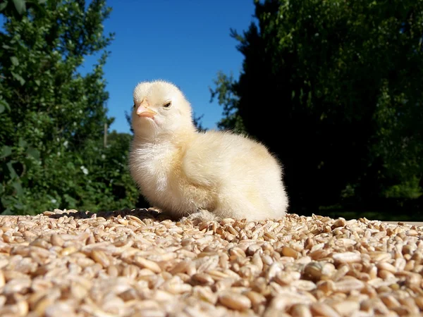 Levande kycklingar på en planka med korn — Stockfoto