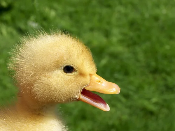 A crying newborn baby duck beak open — Stock Photo, Image