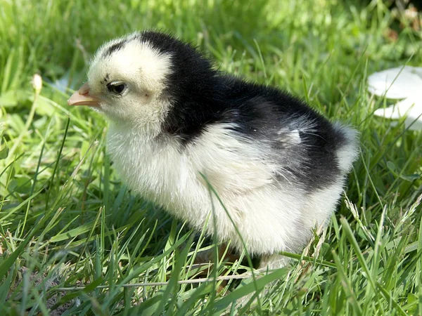 Frisch lebendes neugeborenes süßes Küken vom Huhn — Stockfoto