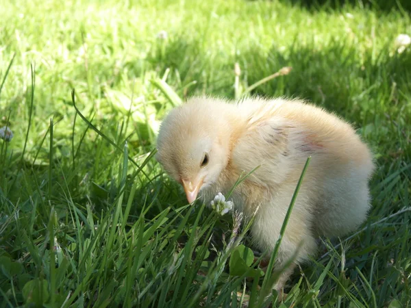 Fresh living newborn cute chick from chicken — Stock Photo, Image