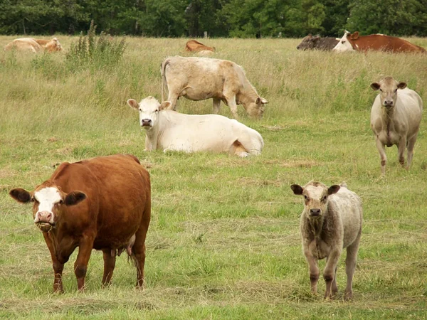 緑の牧草地でそれらの若者と一緒に牛 — ストック写真