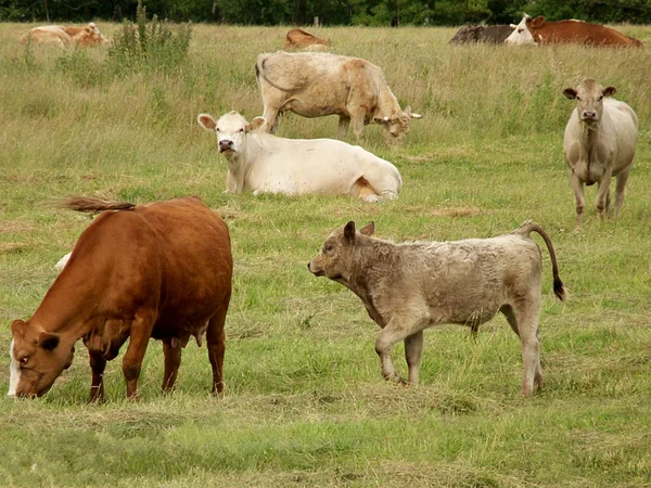 Bovine cu puii lor într-o pășune verde — Fotografie, imagine de stoc
