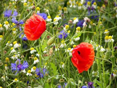 Two red flower in a field of summer flowers clipart