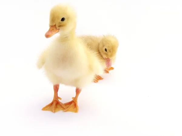 Mladá roztomilá malá kachna na světlém pozadí — Stock fotografie